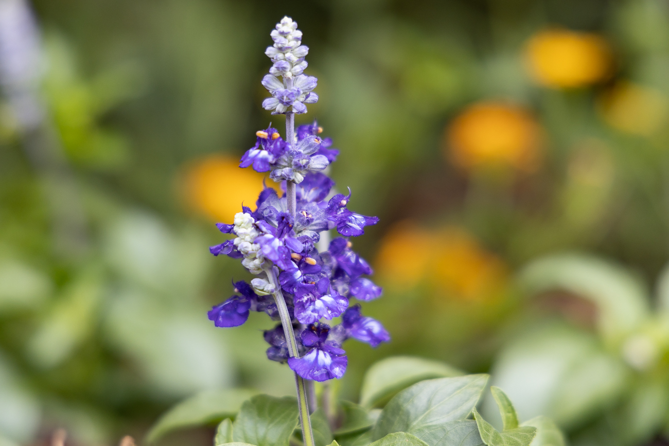 Bemehlter Salbei [Salvia farinacera]