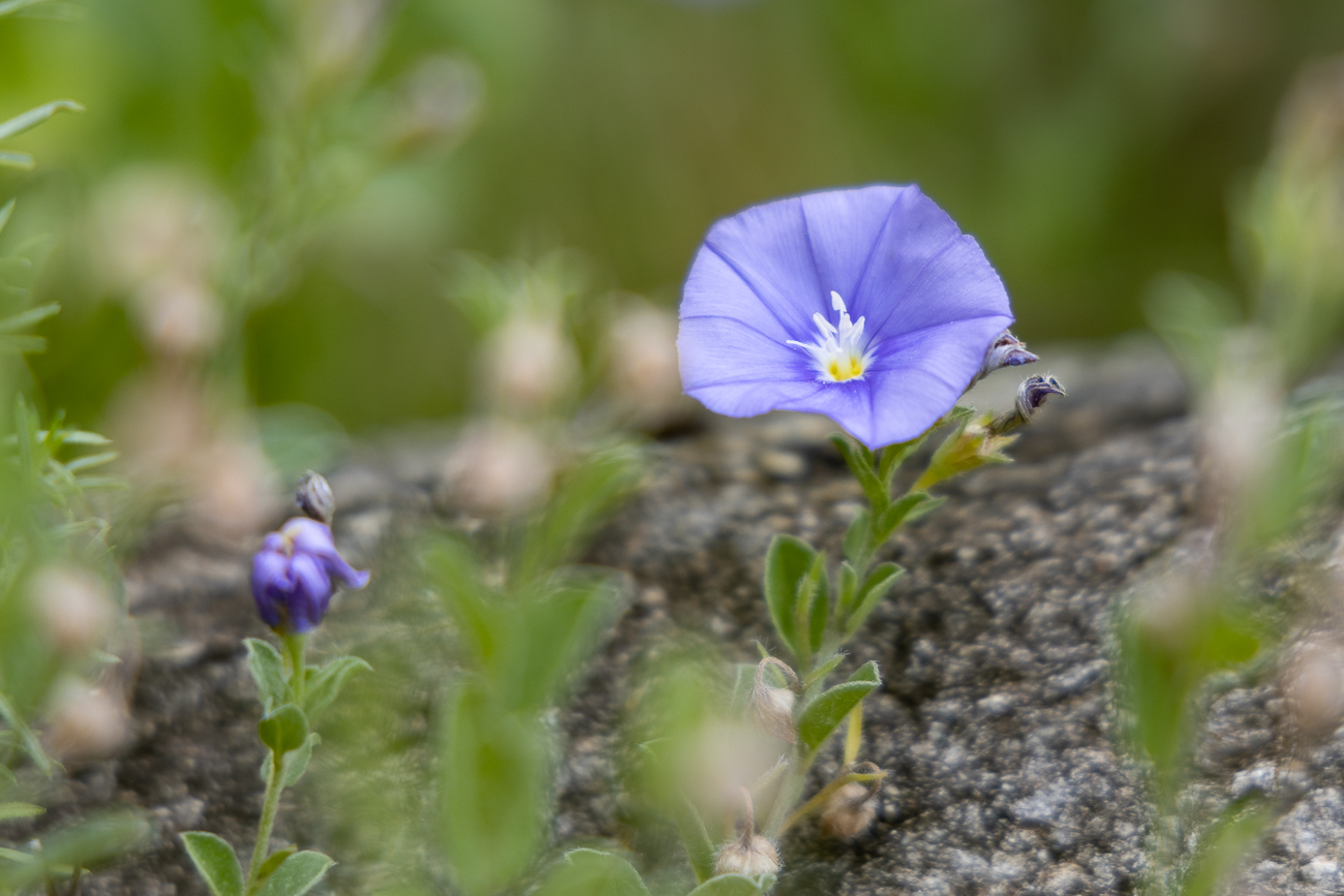 Kriechende Winde oder Blaue Mauritius [Convolvulus sabatius]