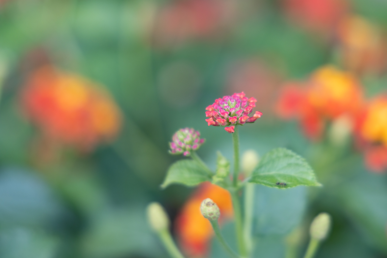 Wundklee [Anthyllis]