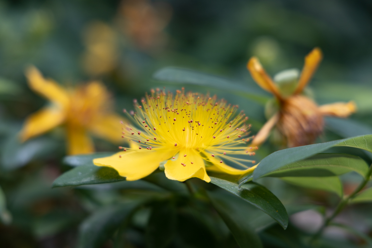 Gro&szlig;blumiges Johanniskraut [Hypericum patulum]