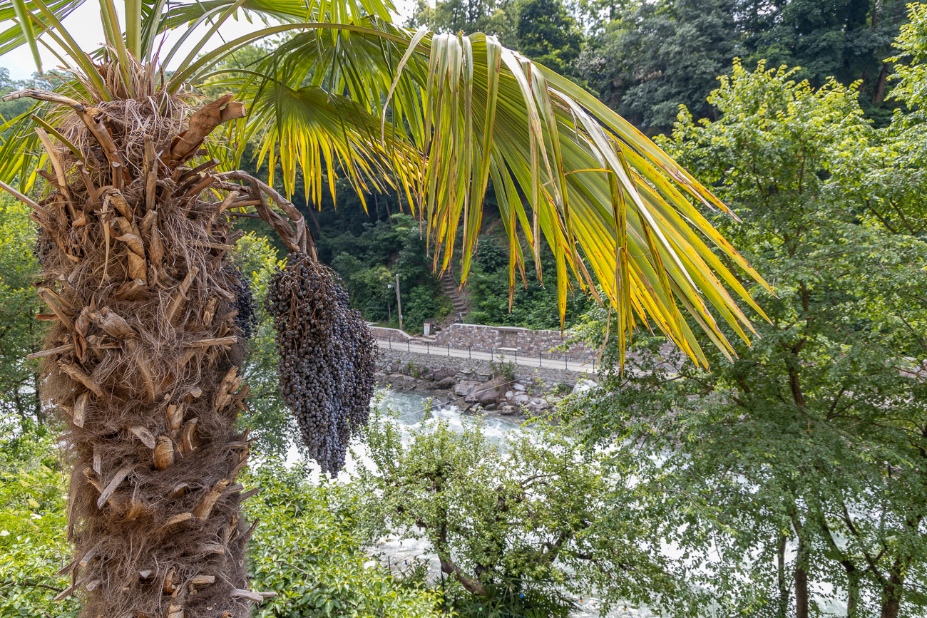 Chinesische Hanfpalme [Trachycarpus fortunei], in den Alpenl&auml;ndern auch als Tessinerpalme bezeichnet