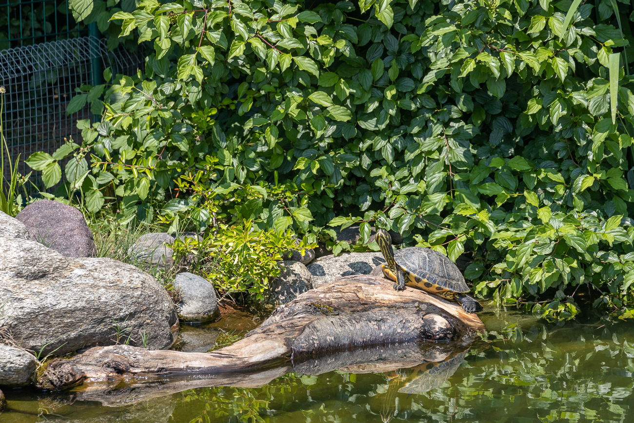 Wasserschildkröte am Teich