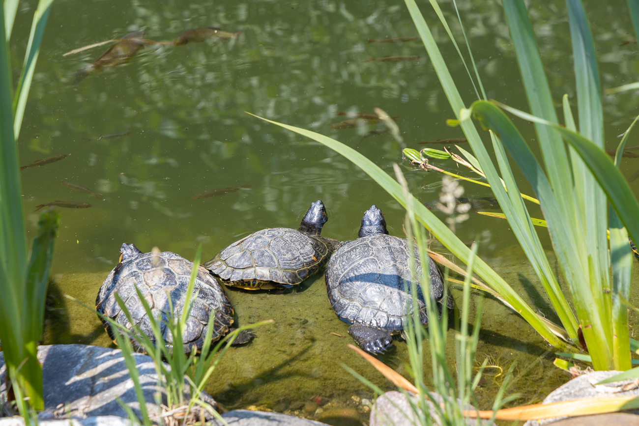 Mit dem Bauch im Wasser ...