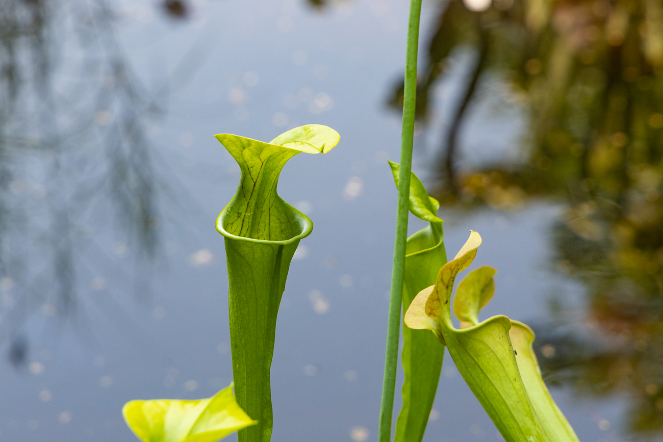 Gelbe Schlauchpflanze [Sarracenia flava], fleischfressende Pflanze