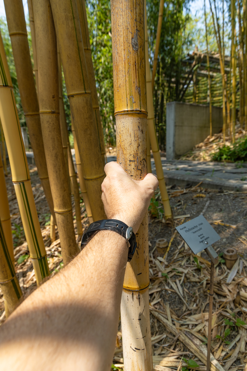 Ganz schön dicker Bambus