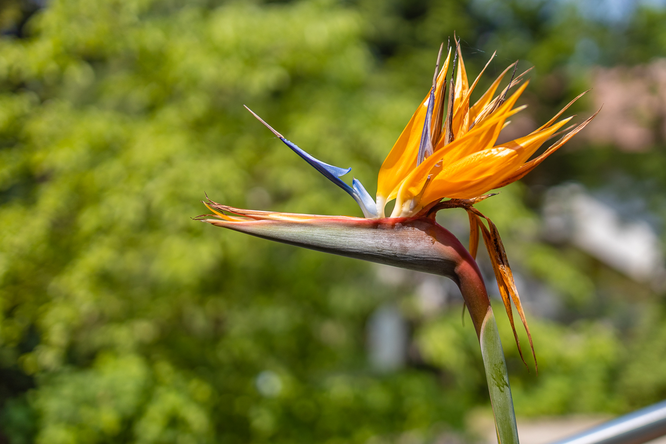Paradiesvogelblume [Strelitzia reginae], auch K&ouml;nigs-Strelitzie genannt