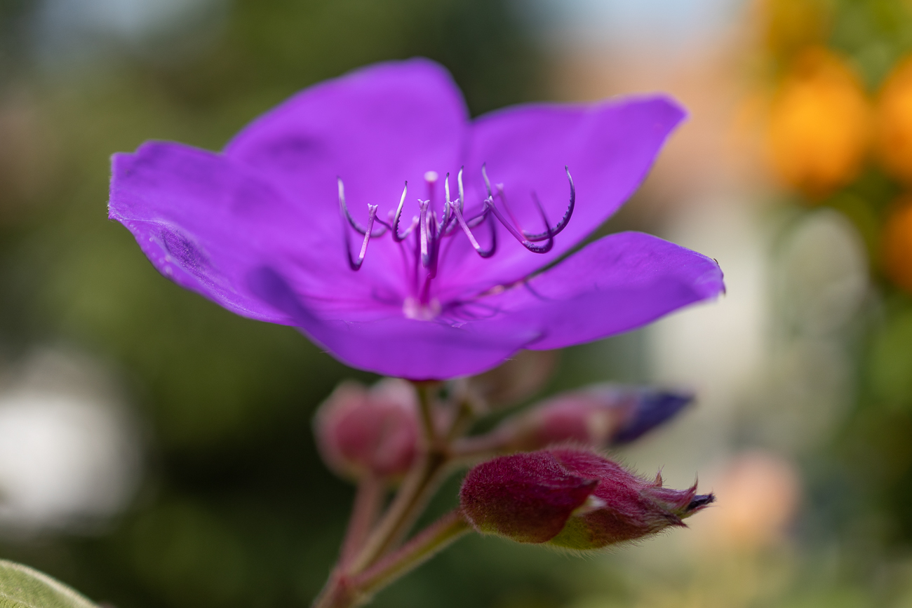 Gl&auml;nzende Tibouchina [Tibouchina urvilleana]