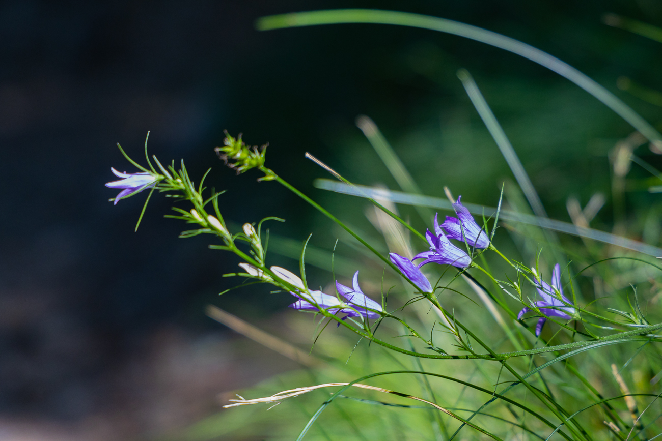 Wiesen-Glockenblume [Campanula patula]