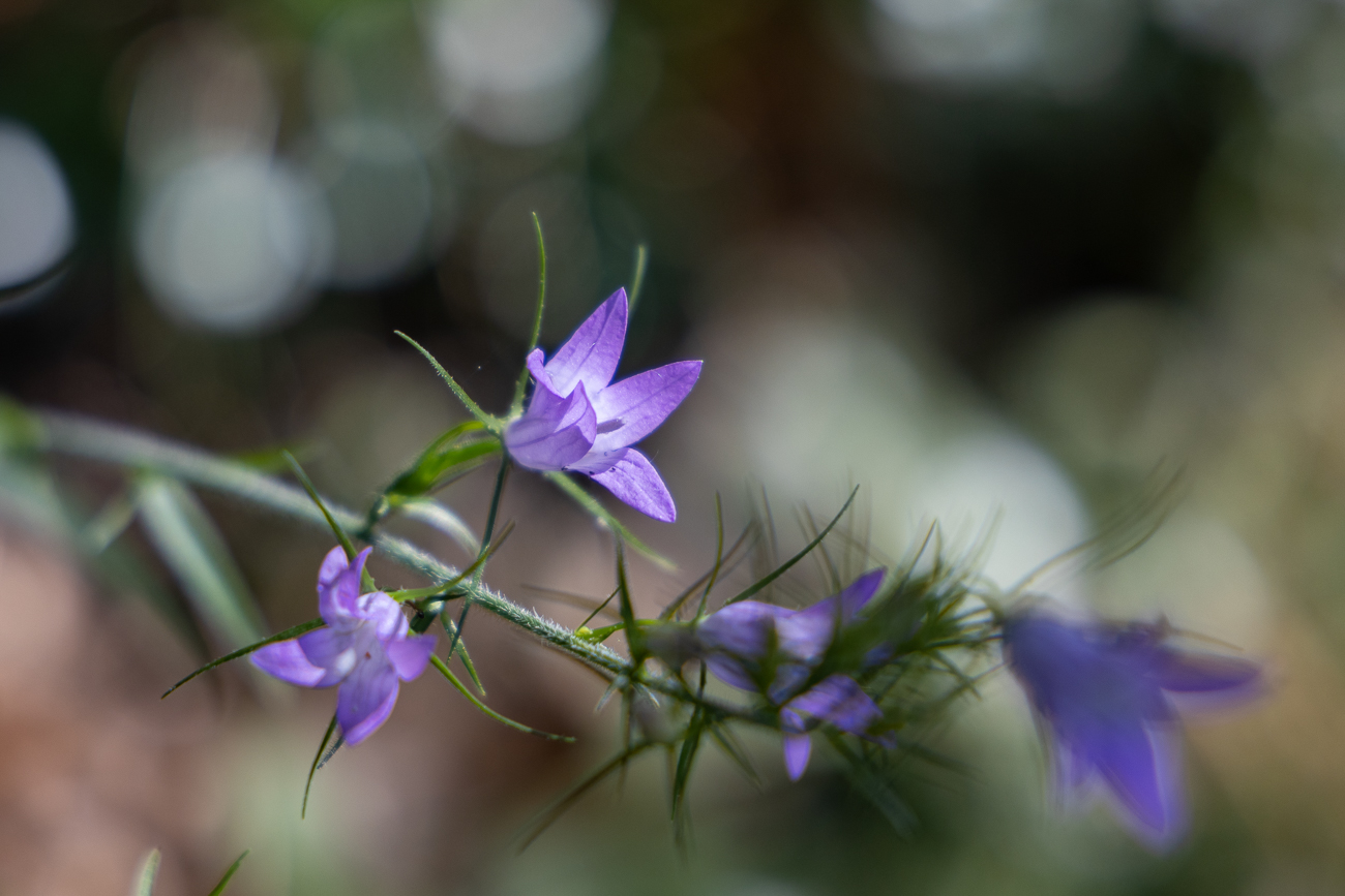 Wiesen-Glockenblume [Campanula patula]