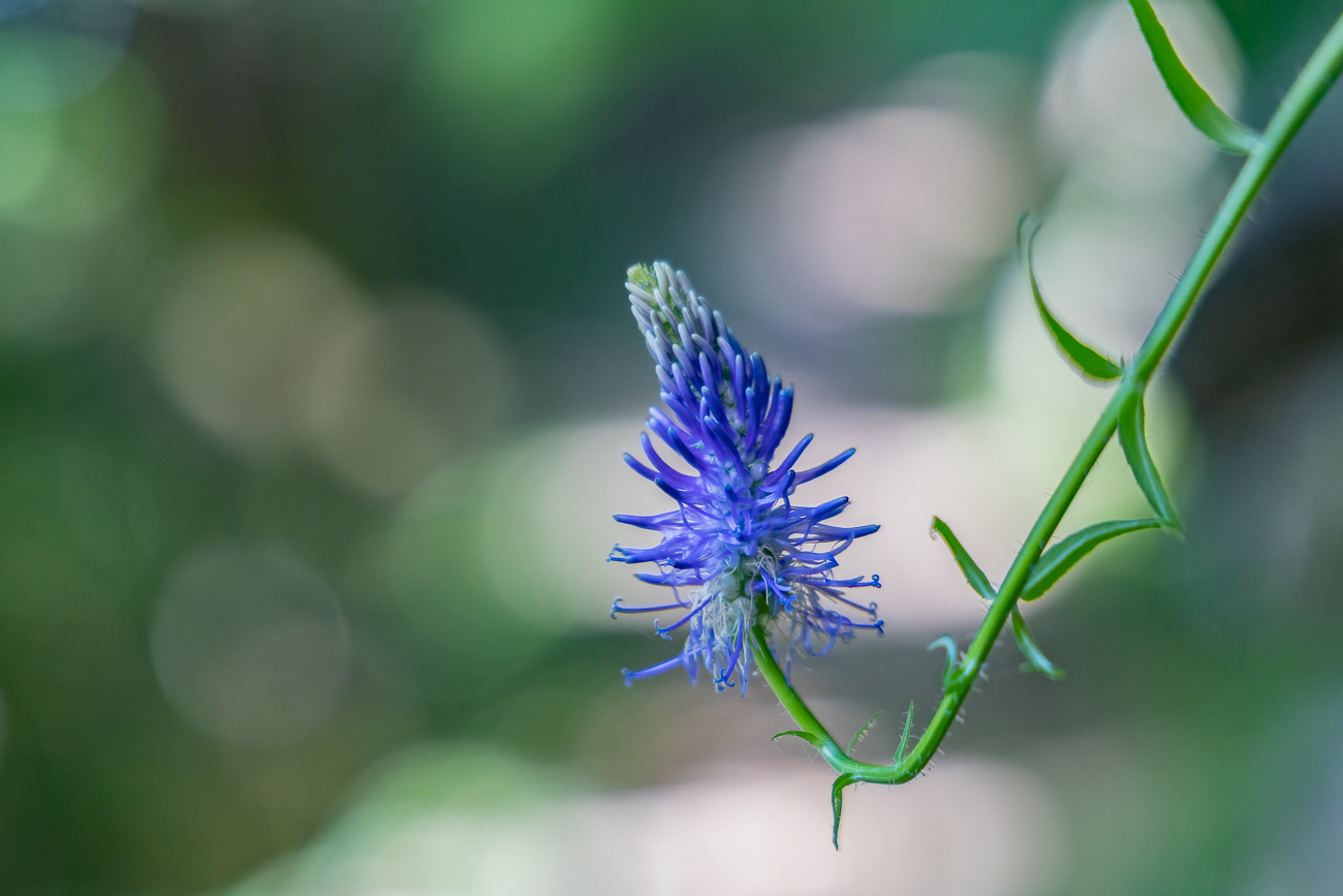 Ziestbl&auml;ttrige Teufelskralle [Phyteuma betonicifolium], auch Betonienbl&auml;ttrige Rapunzel genannt