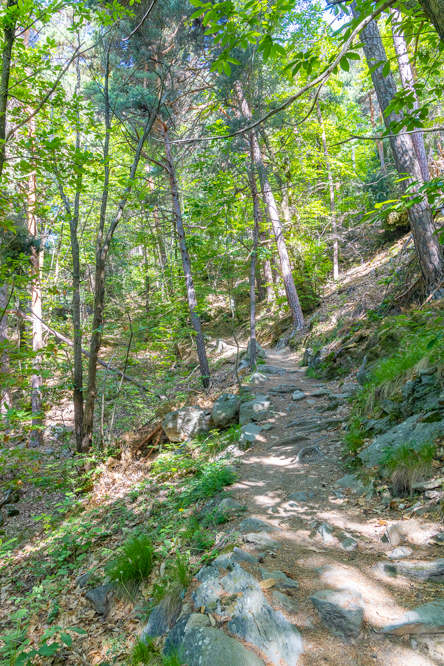 ... bis wir wieder einen Wald erreichen