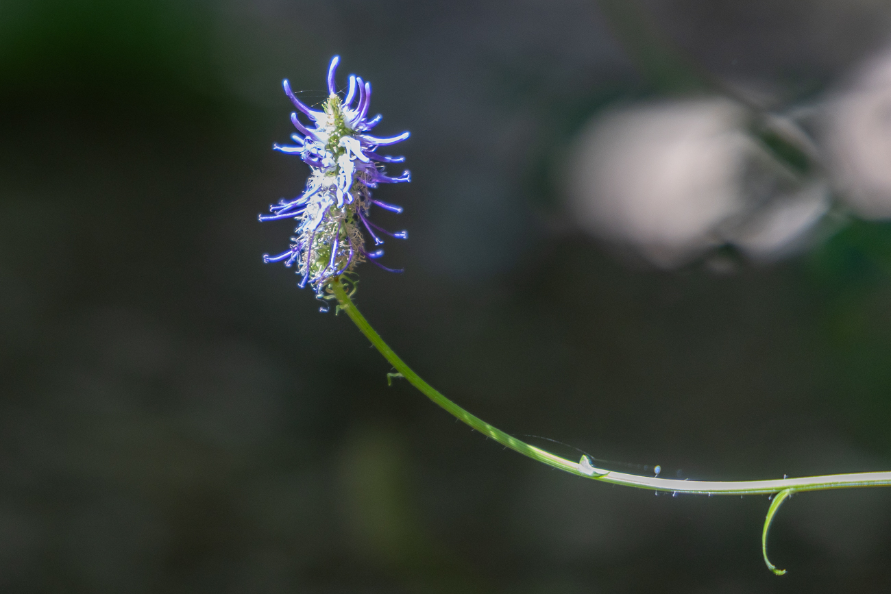 Ziestbl&auml;ttrige Teufelskralle [Phyteuma betonicifolium], auch Betonienbl&auml;ttrige Rapunzel genannt