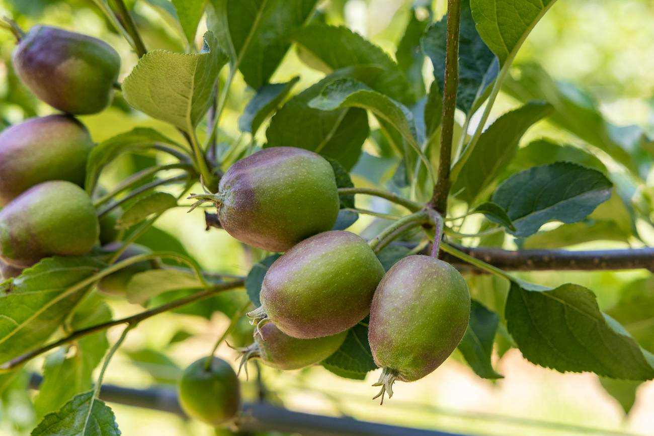 Die &Auml;pfel m&uuml;ssen noch etwas wachsen