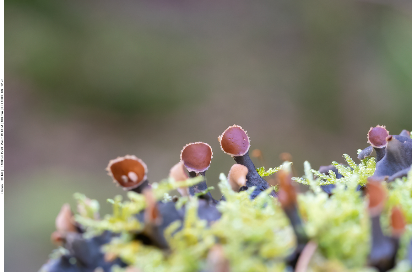 Kleine Pilze