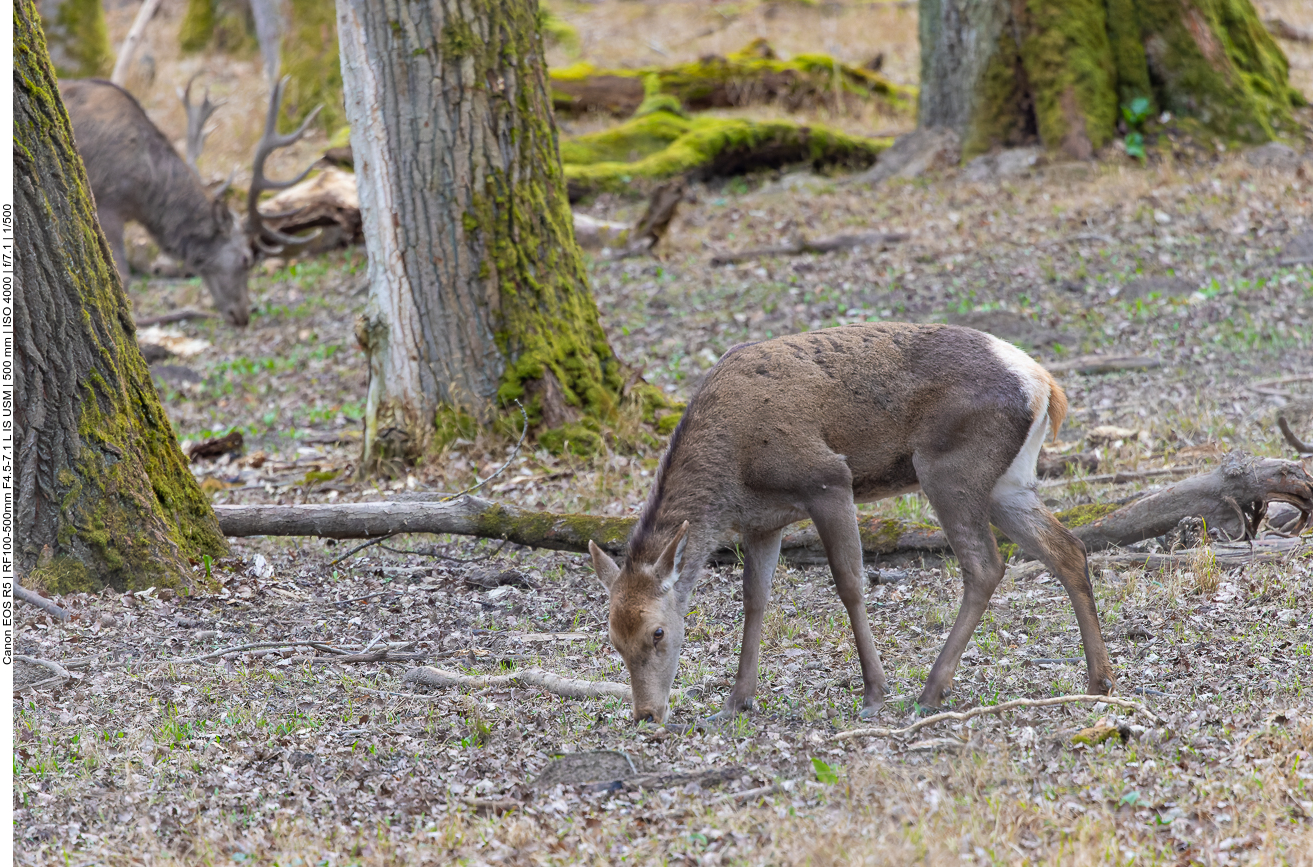 Hirschkuh, im Hintergrund der Hirsch