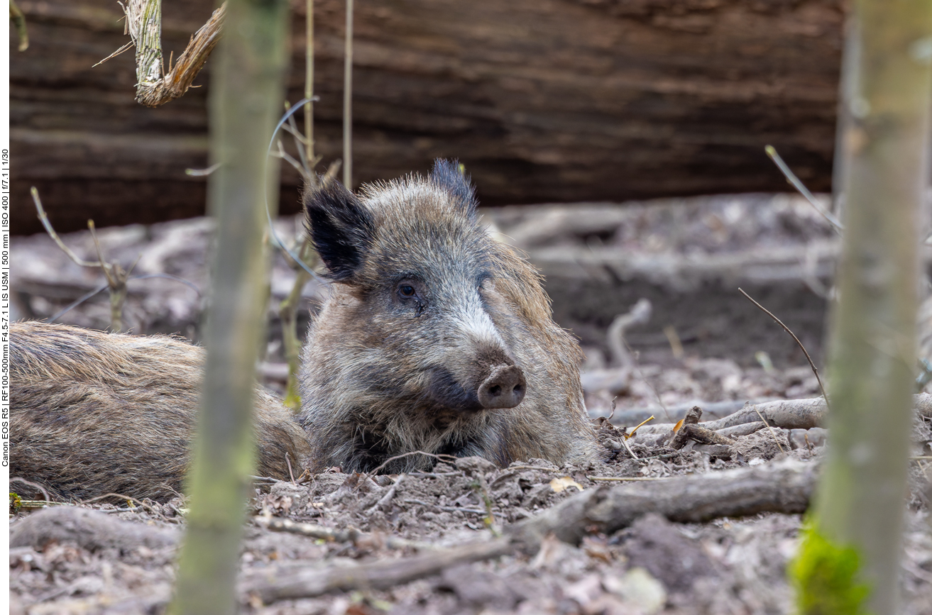 Ruhendes Wildschwein