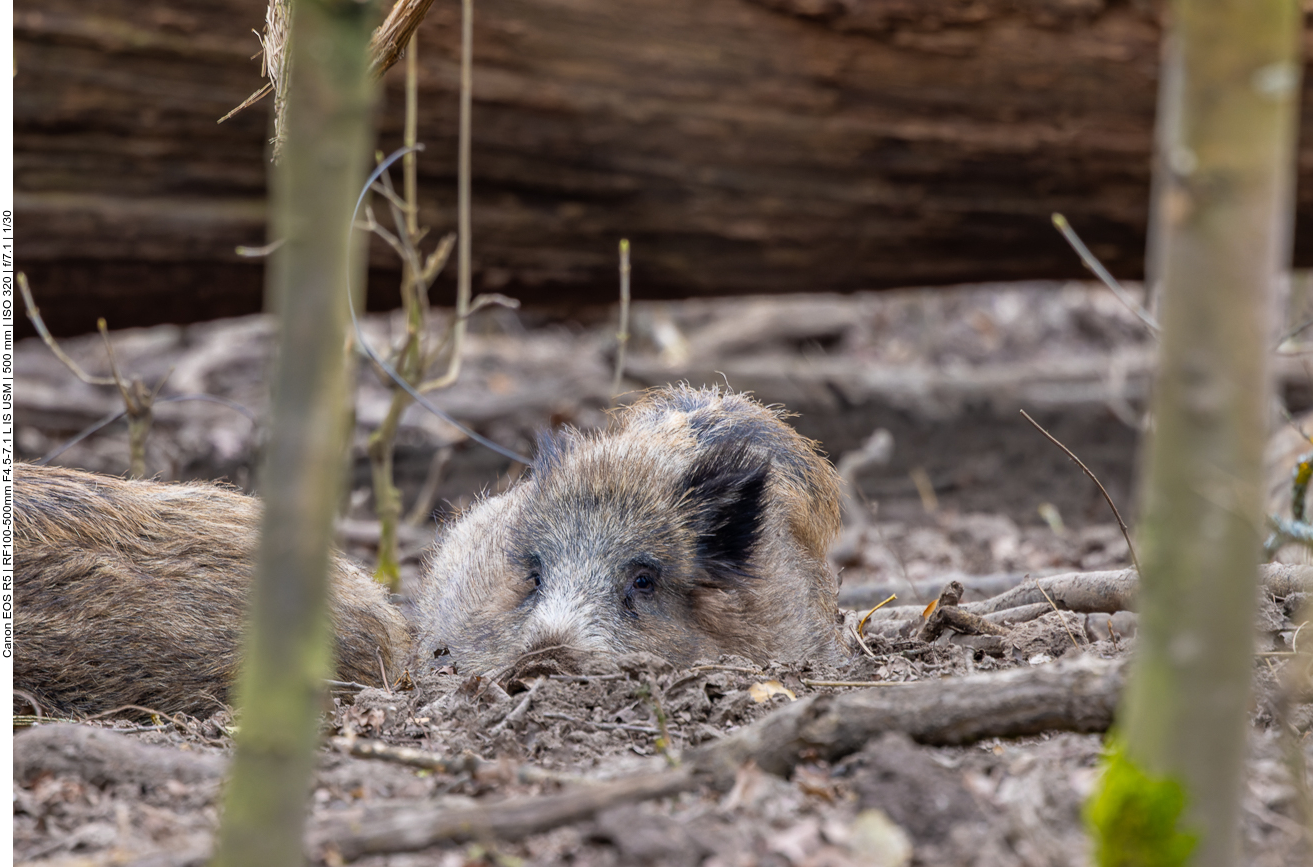 Ruhendes Wildschwein