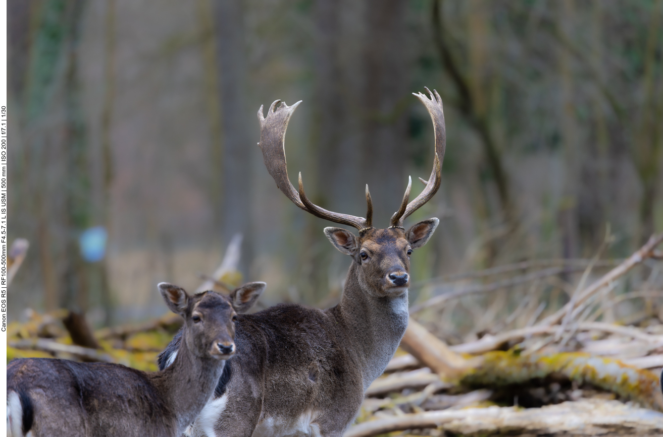 Damhirsch mit Hirschkuh