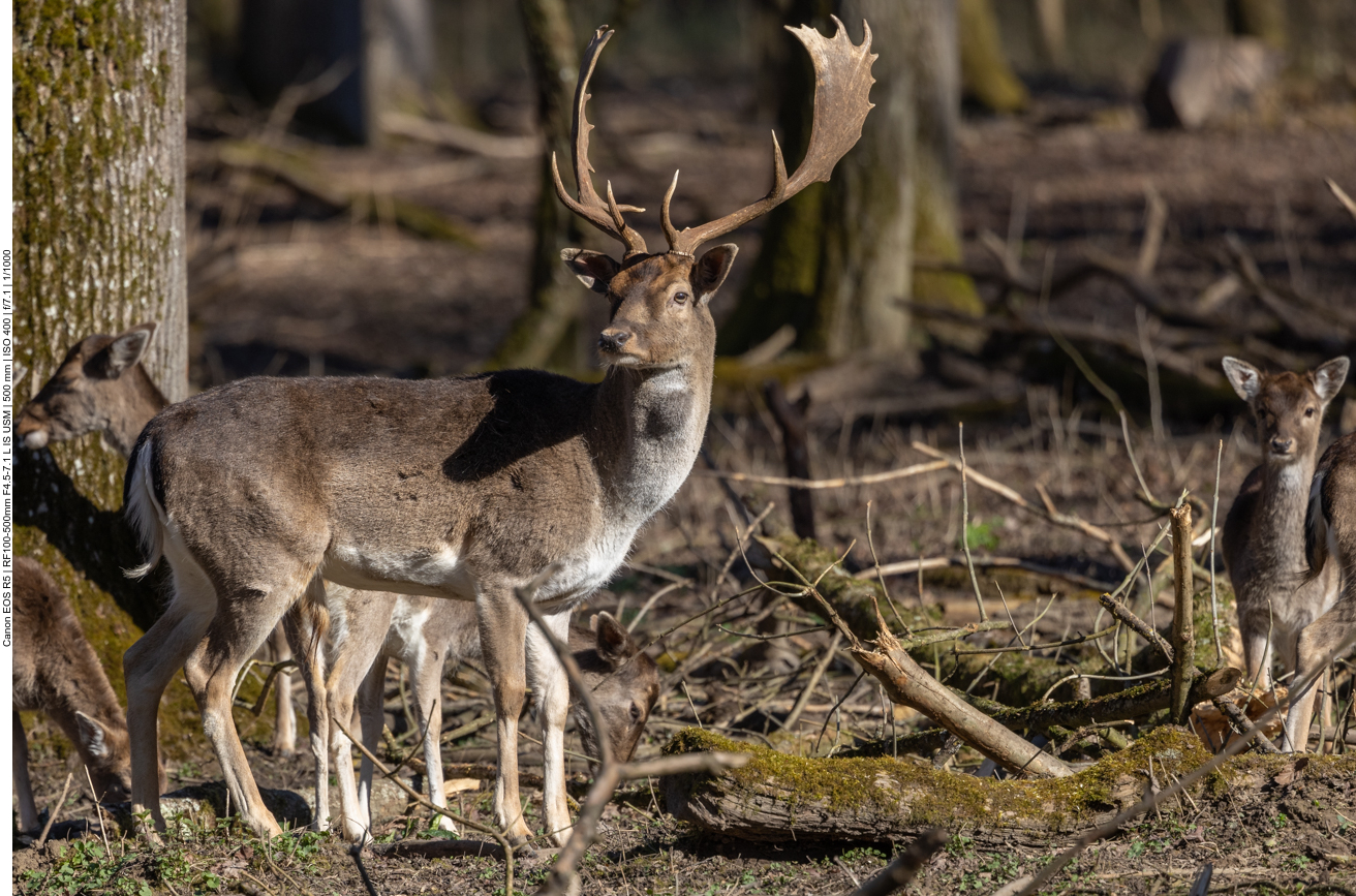 Damhirsch