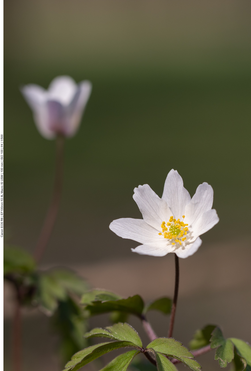 Buschwindröschen [Anemone nemorosa]