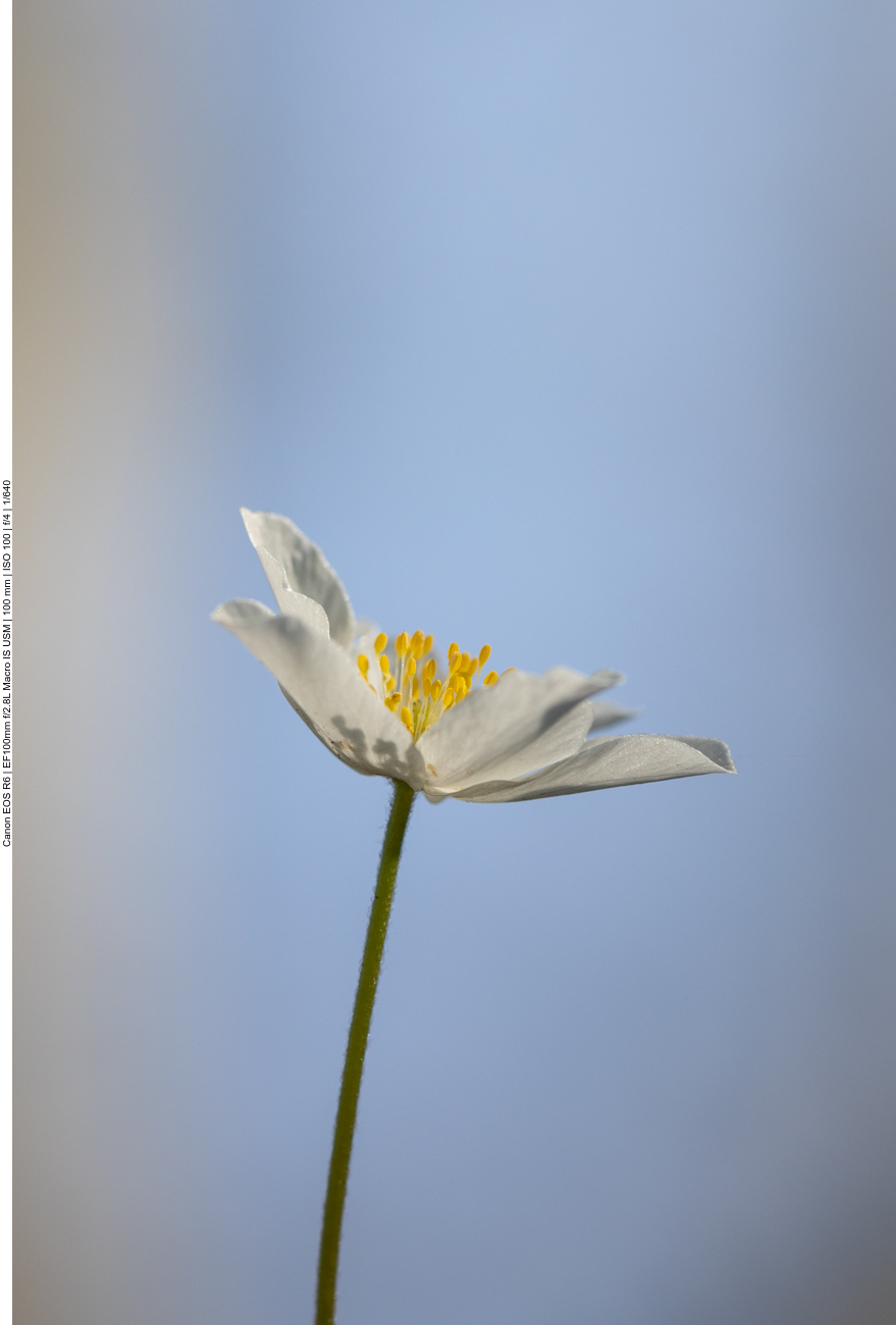 Buschwindröschen [Anemone nemorosa]