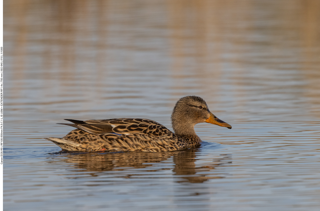 Stockente