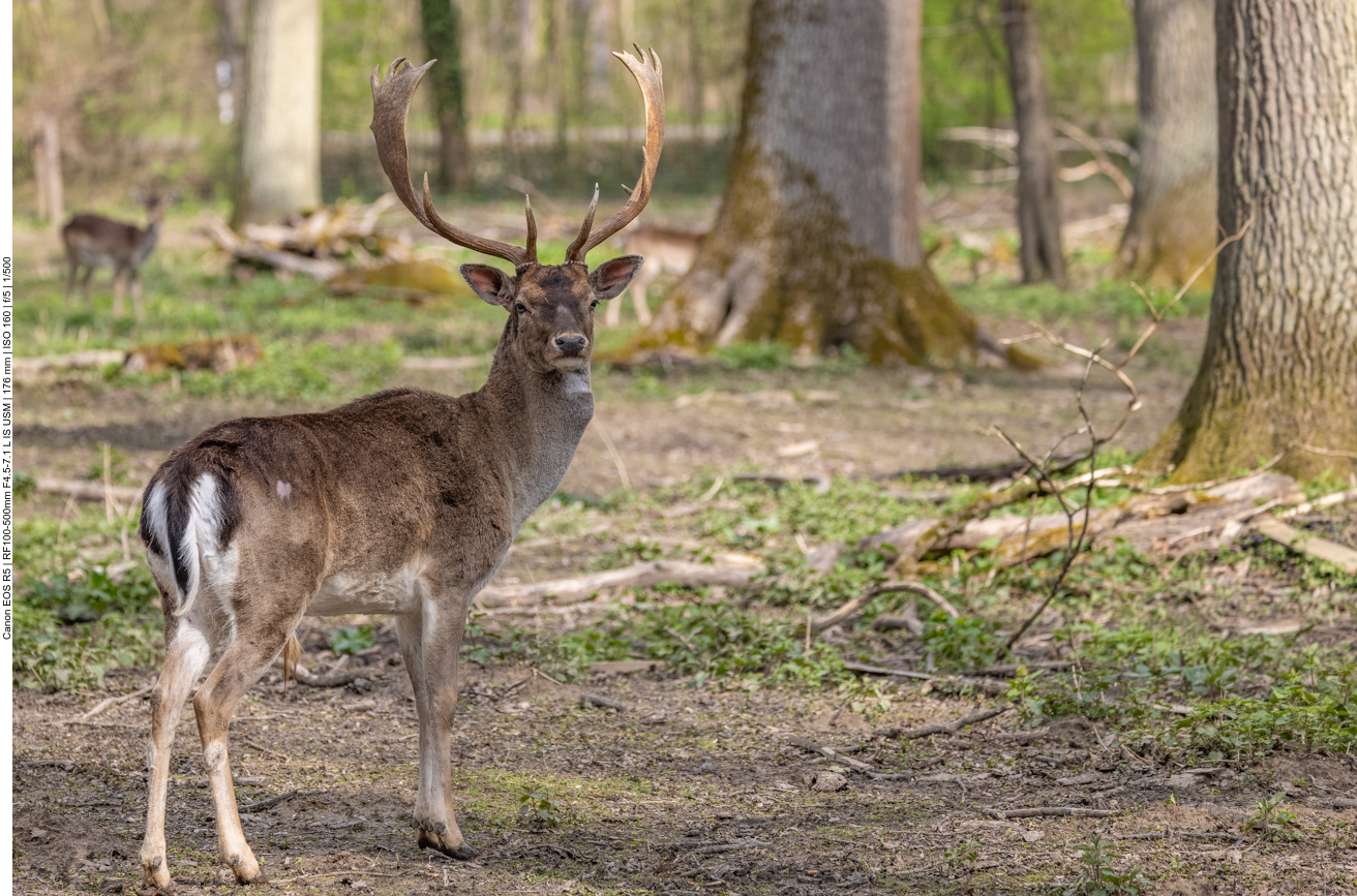 Damhirsch