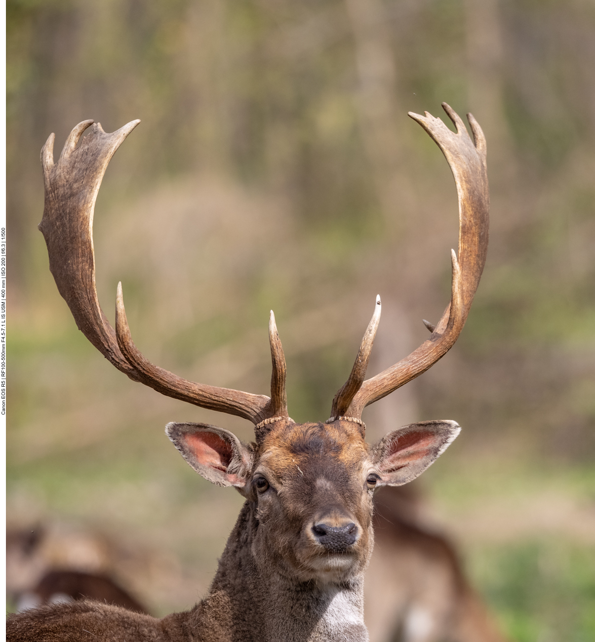 Damhirsch