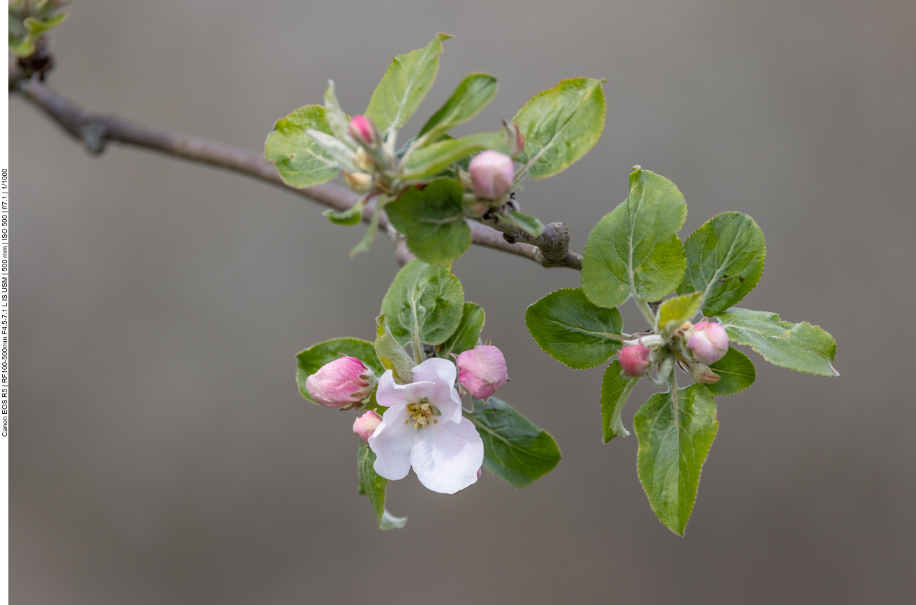 Apfelblüte