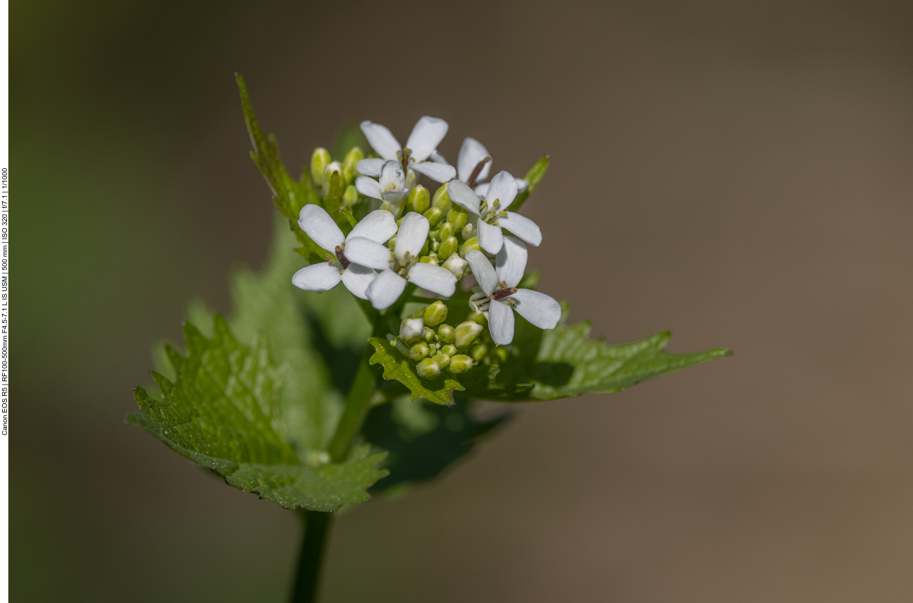Knoblauchsrauke [Alliaria petiolata]