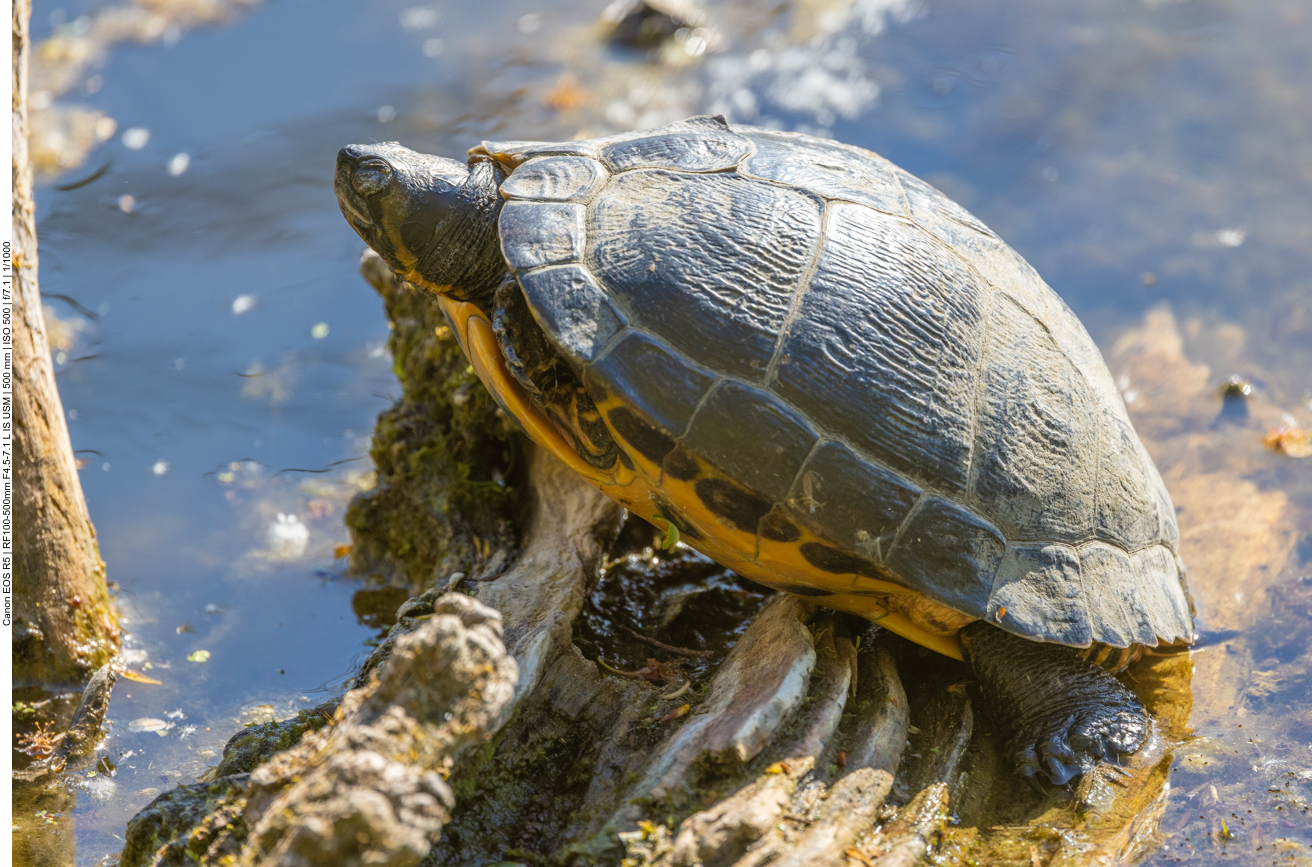 Wasserschildkröte