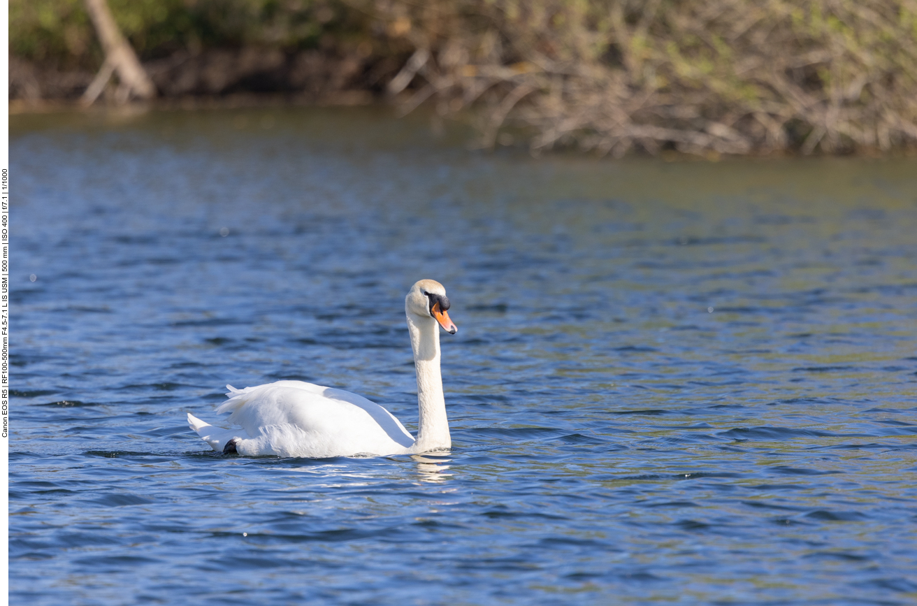 Höckerschwan
