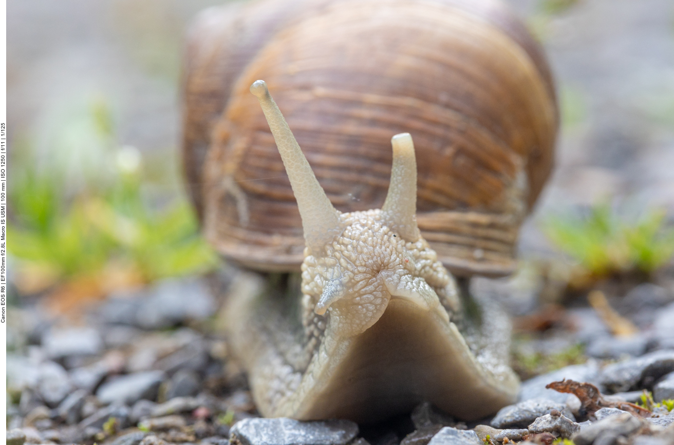 Schnecke