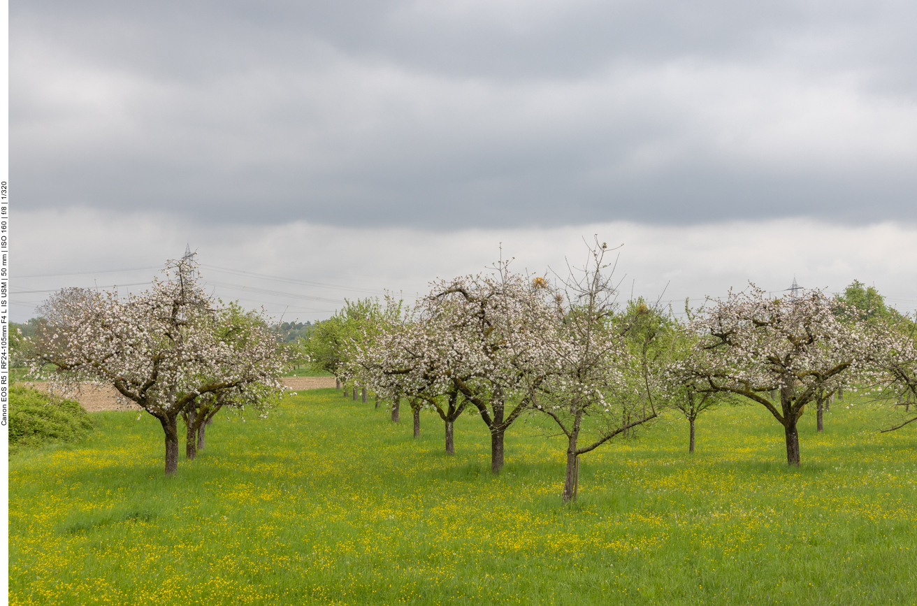 Streuobstwiesen