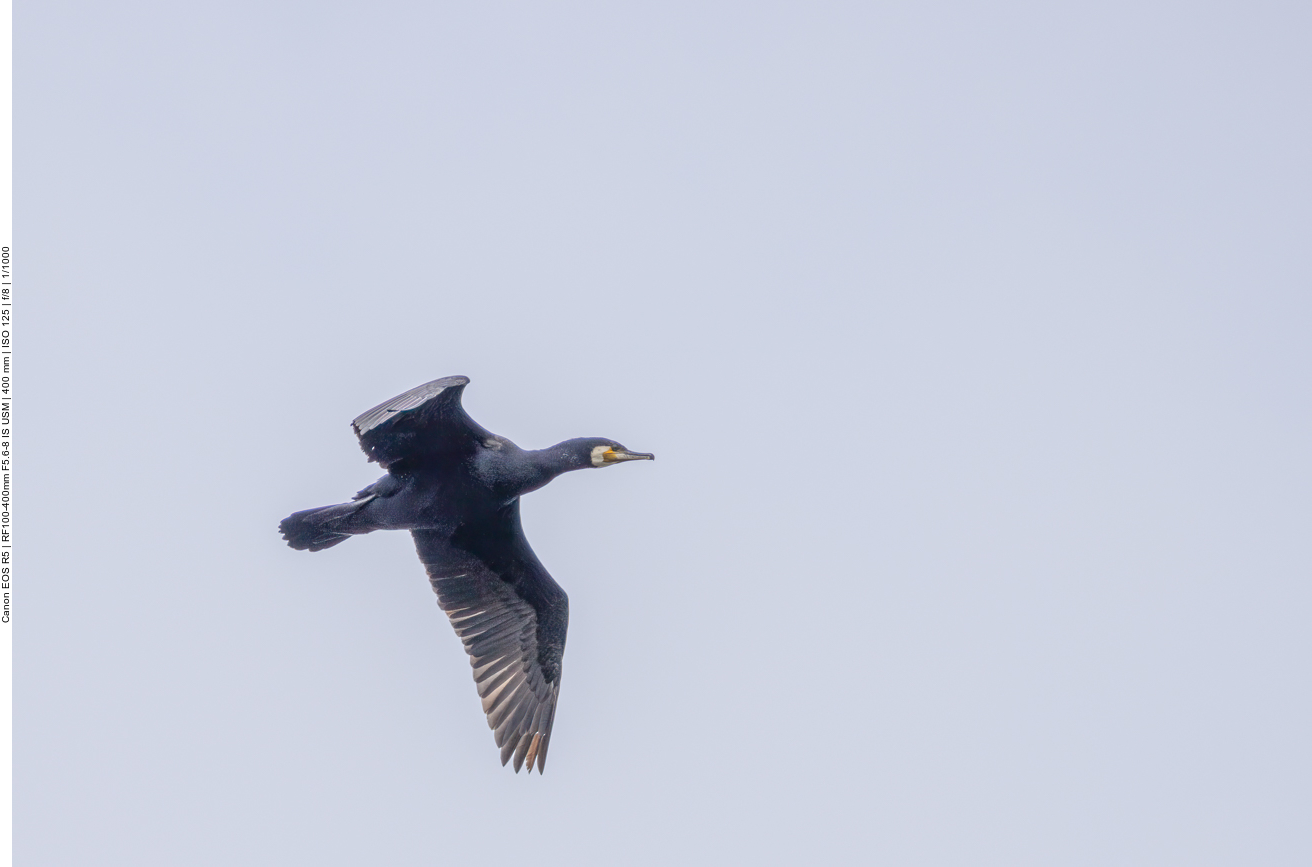 Kormoran