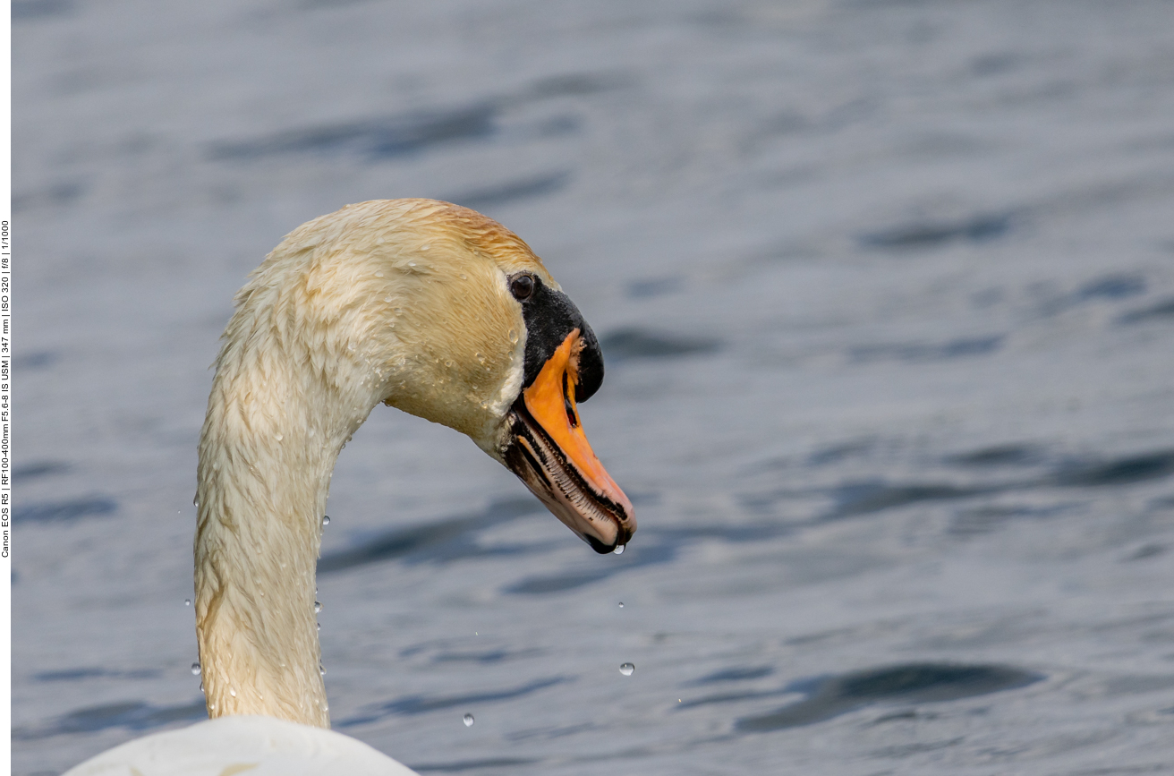 Höckerschwan