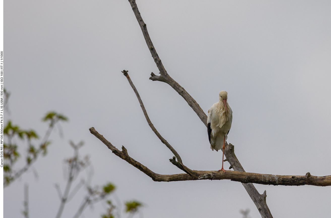 Wenigstens der Weißstorch ist fotogen