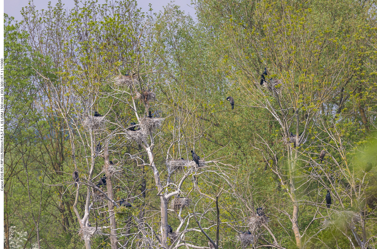 Kormoran-Kolonie