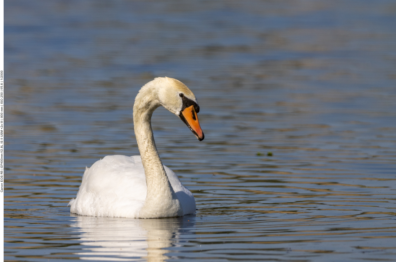 Höckerschwan