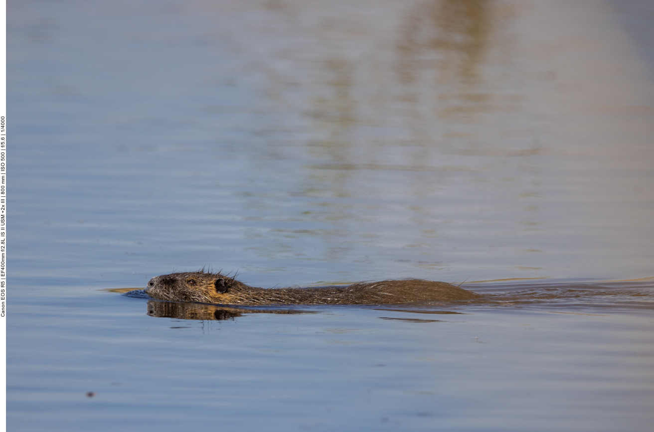 Nutria