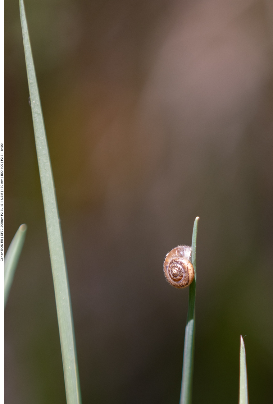 Winzige Schnecke