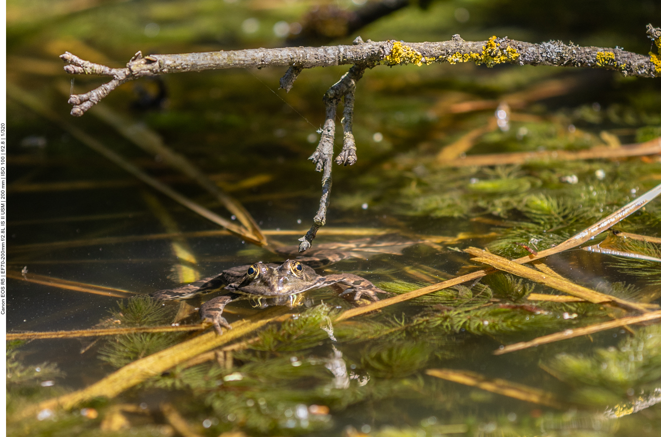Grasfrosch