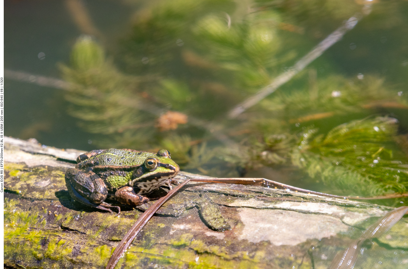 Teichfrosch