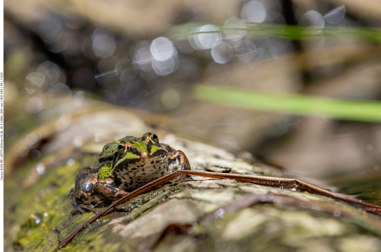 Teichfrosch