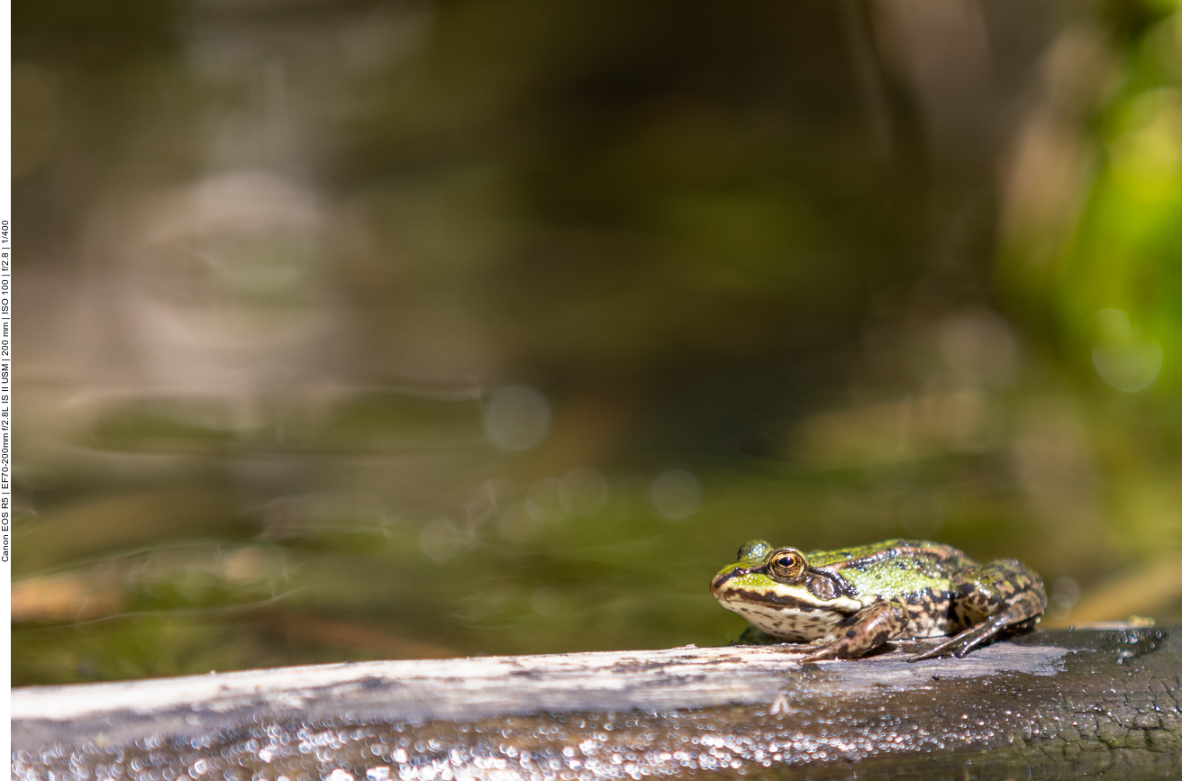 Teichfrosch