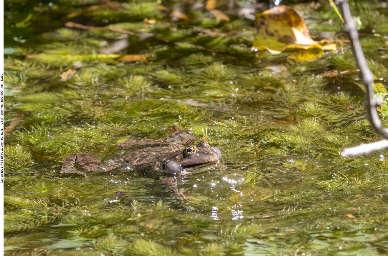 Grasfrosch
