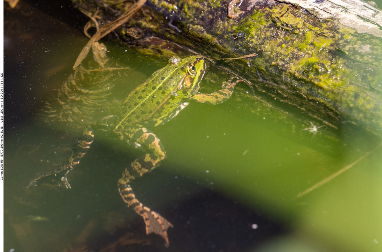 Teichfrosch