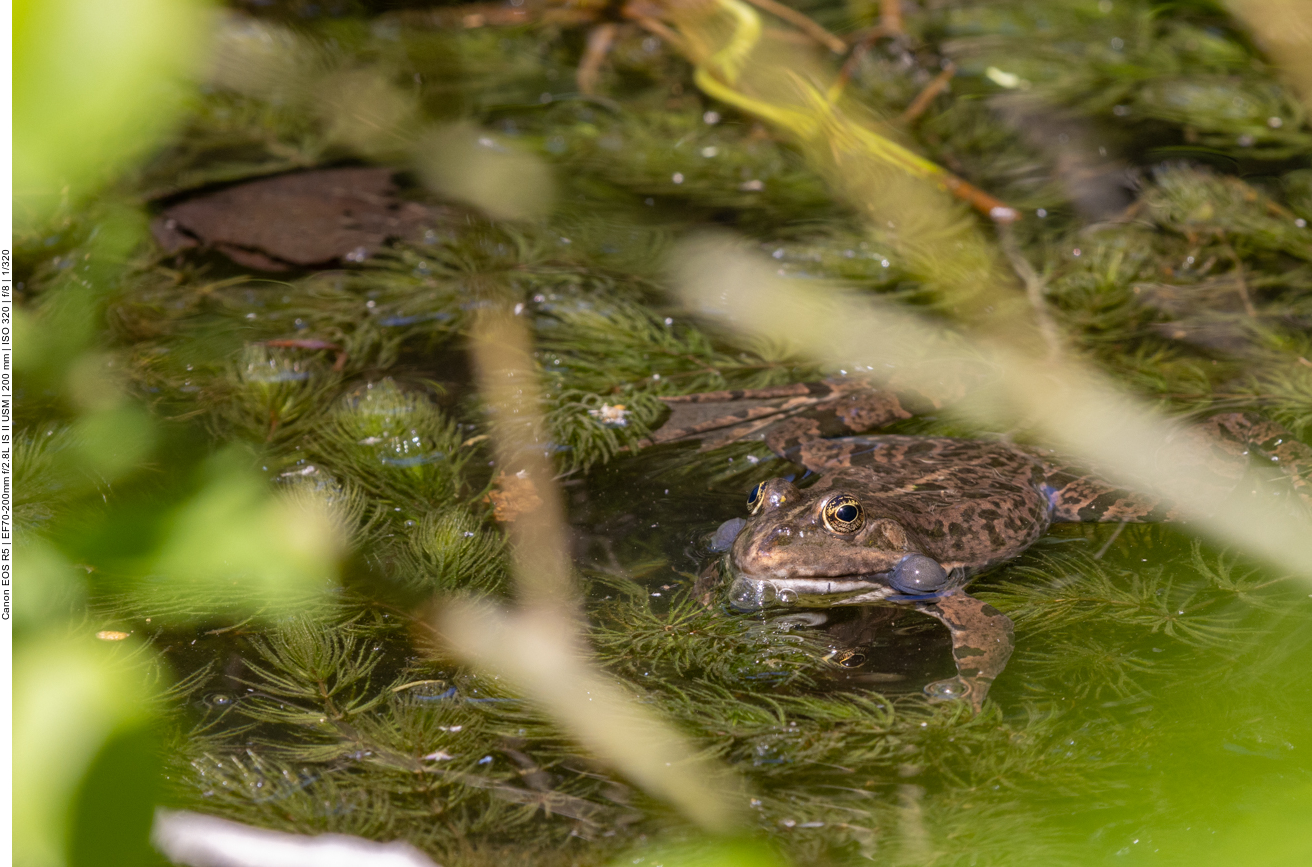 Grasfrosch