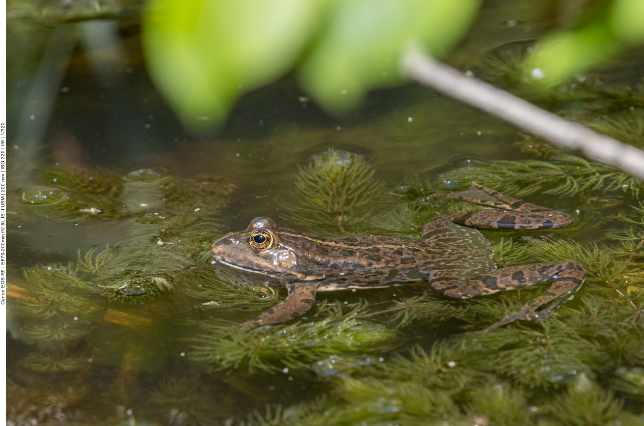 Grasfrosch