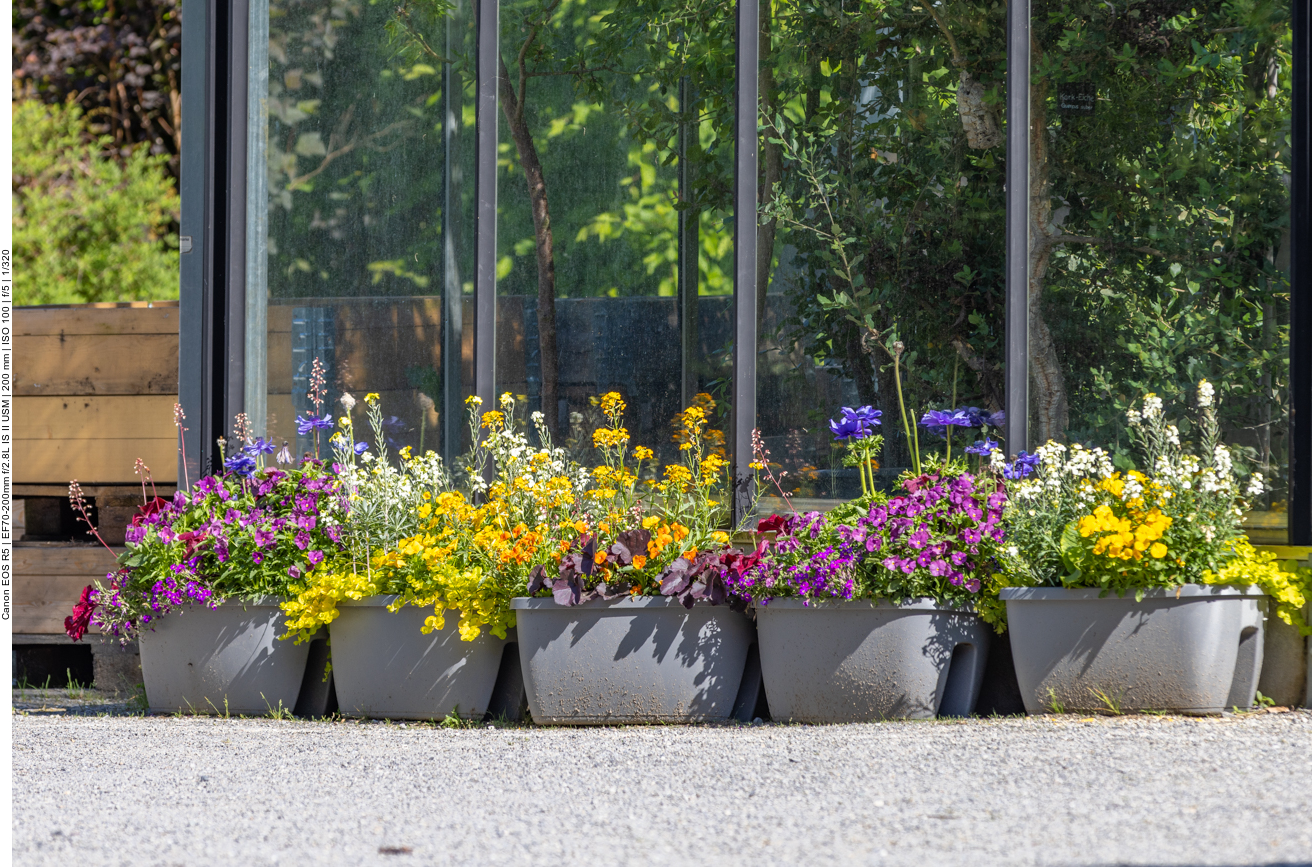 Bunte Blumenpracht